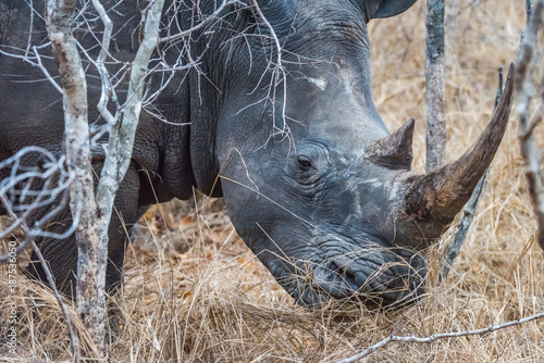Obraz na płótnie White Rhino grazing in bush
