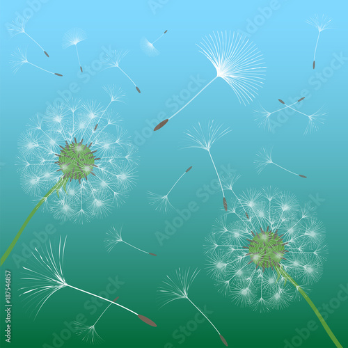 Obraz na płótnie Abstract background of a dandelion for design.