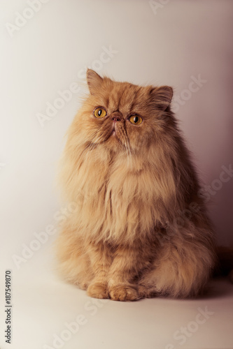 Obraz Fotograficzny Persian cat Toned image