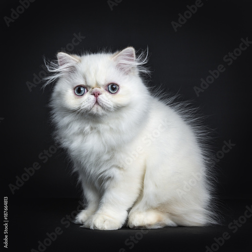 Obraz na płótnie Persian cat / kitten sitting sideways isolated on black background looking straight in camera