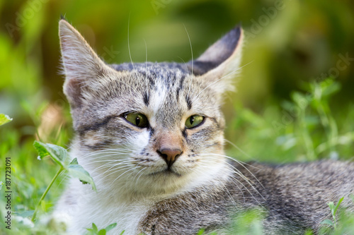 Obraz na płótnie cat in the grass on the nature