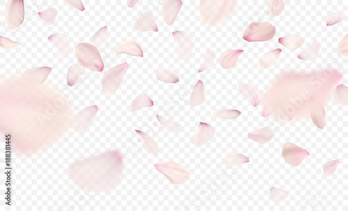 Pink sakura falling petals background. Vector illustration © vik_y