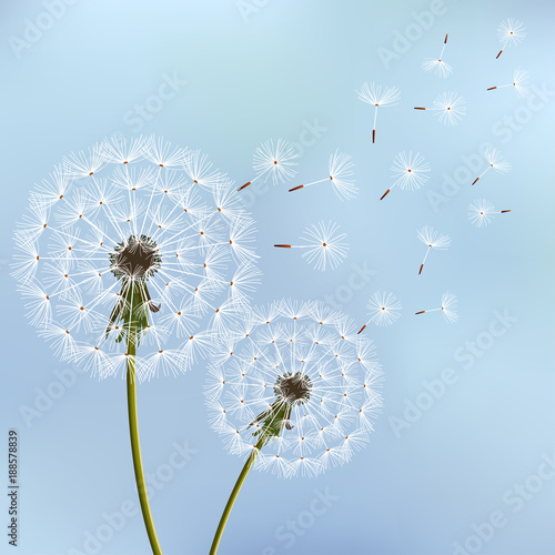 Obraz na płótnie Stylish background with two dandelions blowing