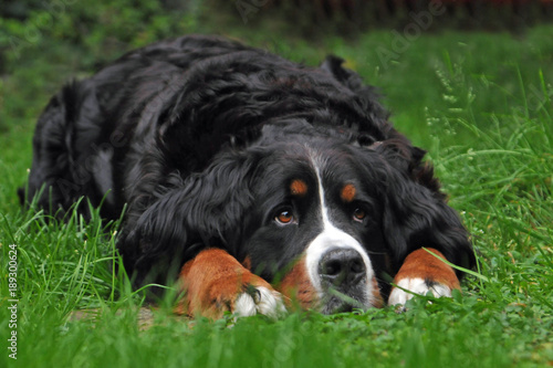 perro-mascota-piel-oscura-bernese-sennen