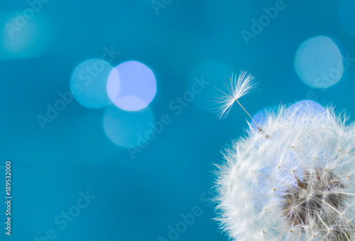 Obraz Fotograficzny White dandelion on blue