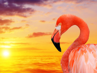 Fototapeta portrait of a flamingo at sunset.