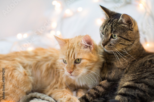 deux-chats-a-la-maison