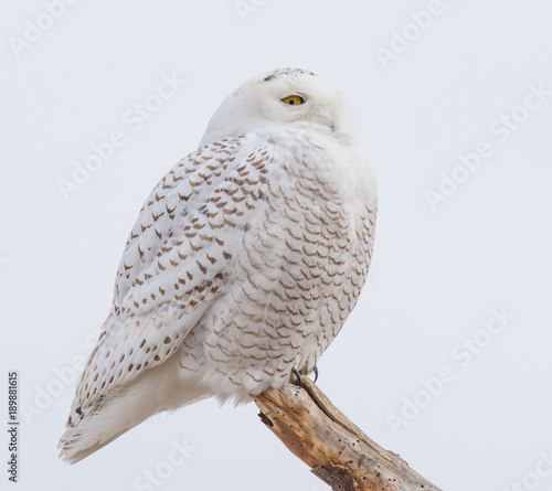harfang-des-neiges-sur-une-branche