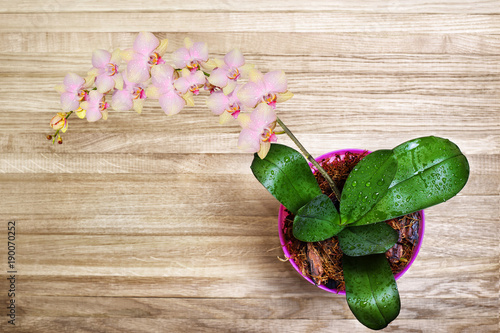 delicate-pink-blooming-flowers-of-orchids-phalaenopsis-with-drops-of-dew-on-flowers-and-leaves-on-a-wooden-background