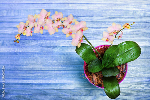 blooming-orchid-flowers-pink-for-decoration-in-various-designs