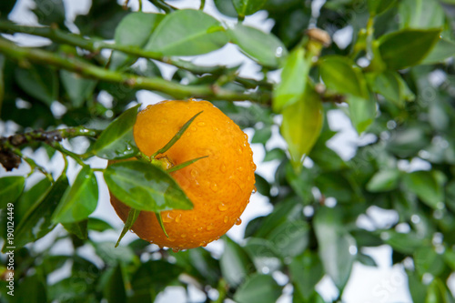 dojrzale-pomaranczowe-owoc-na-pomaranczowym-drzewie
