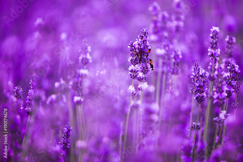lawendowy-kwiatu-pola-zblizenie-swiezi-purpurowi-aromatyczni-kwiaty-dla-naturalnego-tla-fiolkowy-lawendy-pole-w-provence-francja