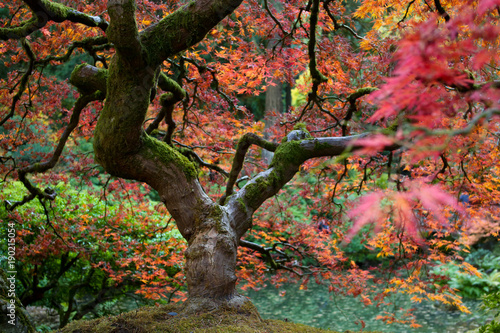 zblizenie-kolorowe-galezie-drzewa-klonowego-w-pieknym-ogrodzie-japonskim-w-portland-w-stanie-oregon-usa-zlota-jesien-jesien-w-zachodnim-wybrzezu-wybitne-kolory-natury