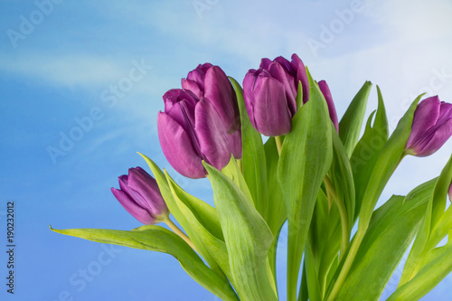 purpurowi-tulipany-niebieskie-niebo-i-kopii-przestrzen