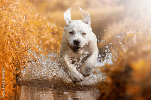 joven-cachorro-de-perro-labrador-retriever-corriendo-por-el-rio-durante-el-atardecer-dorado
