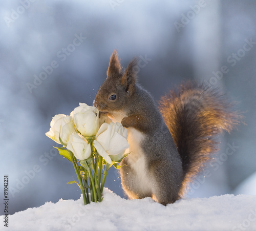 ardilla-roja-en-la-nieve-huele-rosas-blancas