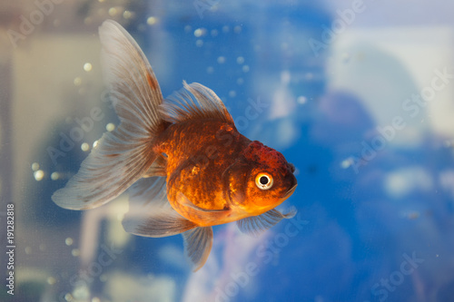 retrato-de-peces-de-colores-en-el-agua