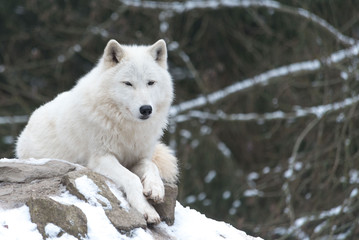 Naklejka ssak las śnieg pies zwierzę