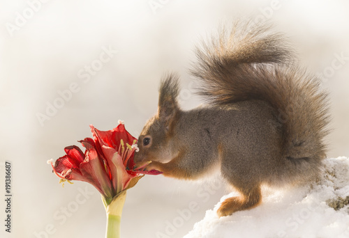 ardilla-roja-esta-tocando-amaryllis-en-la-nieve