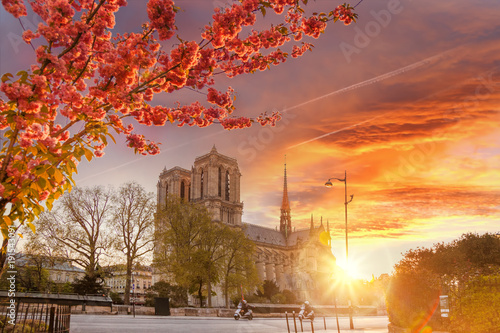 paryz-katedra-notre-dame-z-rozkwitl-treeagainst-kolorowe-sunrise-we-francji