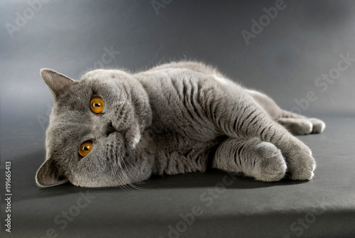 gato-britanico-de-pelo-corto-sobre-un-fondo-gris