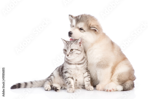 alaskan-malamute-cachorro-y-gato-mirando-a-otro-lado-aislado-sobre-fondo-blanco