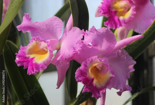 rozowe-i-zolte-orchidee,-zielone-liscie,-kwiaty