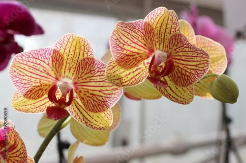 rozowe-i-zolte-orchidee,-kwiaty,-biale-tlo