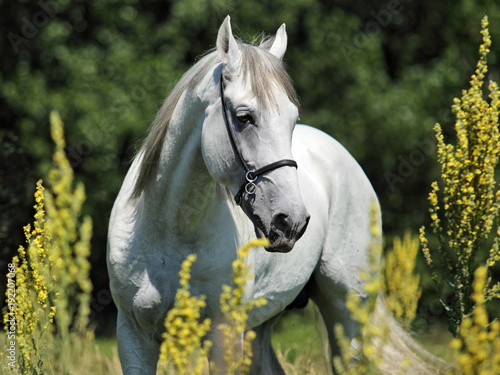 retrato-de-caballo-andaluz-de-semental-blanco
