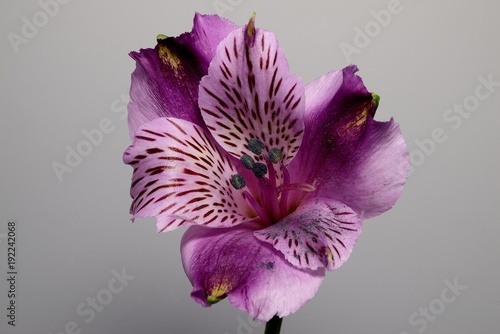 fioletowa-alstroemeria,-kwiat,-biale-tlo