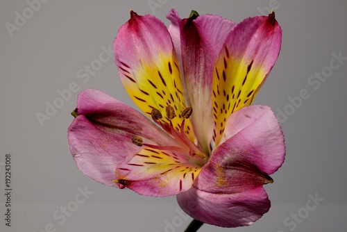 alstroemeria-fleur
