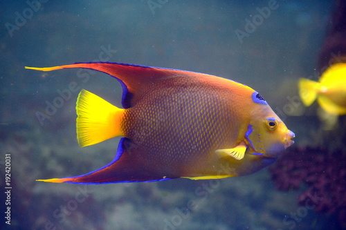 pez-angel-reina-holocanthus-ciliaris-en-el-acuario