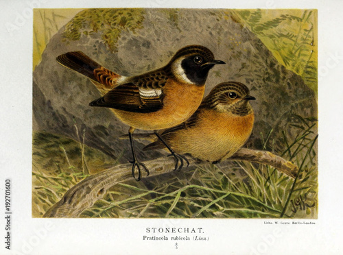illustration-de-l-39-oiseau