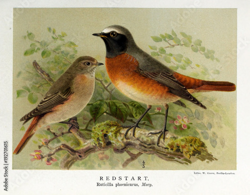 illustration-de-l-39-oiseau