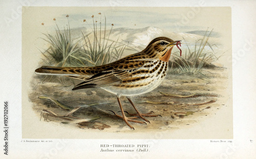 illustration-de-l-39-oiseau