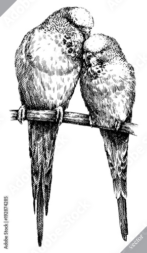 schwarzweiss-gravieren-lokalisierte-papageienvektorillustration