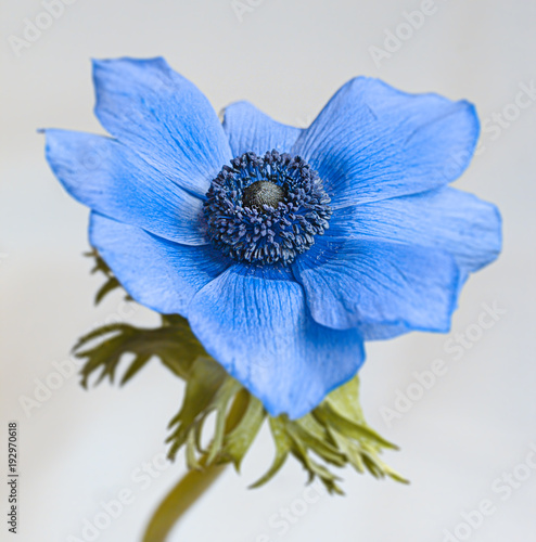 blaue-kronen-anemone-anemone-coronaria