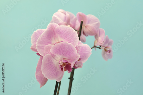 beautiful-pink-orchid-on-blue-background