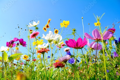 gruskarte-bunte-blumenwiese-sommerblumen