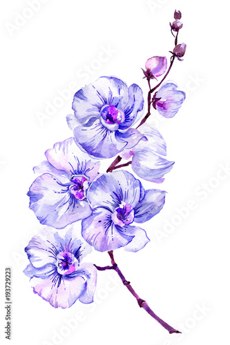blue-moth-orchid-phalaenopsis-flower-on-a-twig-isolated-on-white-background-watercolor-painting