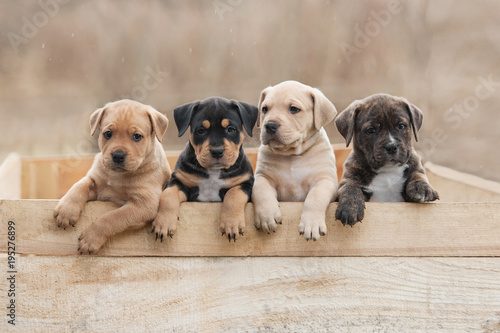 American staffordshire terrier puppies sitting in a box © Grigorita Ko