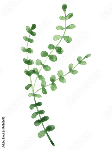hand-gezeichnetes-grunes-blatt-aquarell-isoliertes-objekt