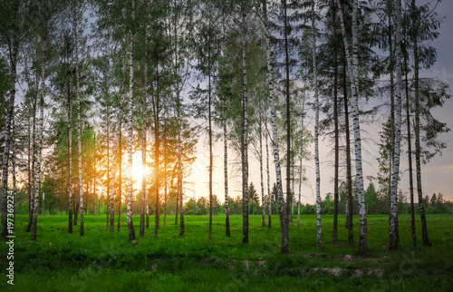park-z-brzozy-i-zielona-trawa-o-zachodzie-slonca