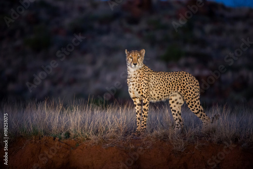 gepard-w-swietle-reflektorow-podczas-jazdy-noca-w-tiger