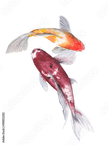 Koi Carp Watercolor painting. Watercolor hand painted cute animal illustrations. © stephinlo