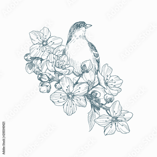 Vector Illustration Of Hand Drawn Bird On Blooming Brunch Graphic Style Beautiful