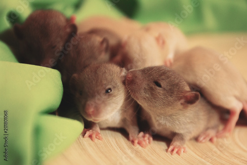 Group Of Small Cute Baby Domesticated Pet Dumbo Rats Buy Photos