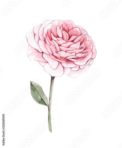 ilustracja-akwarela-piwonia-kwiat-projektowanie-botaniczne