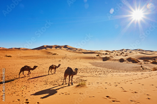 Camal caravan on trip through sand desert © Saharrr