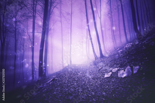 purpurowy-wschod-slonca-w-lesie